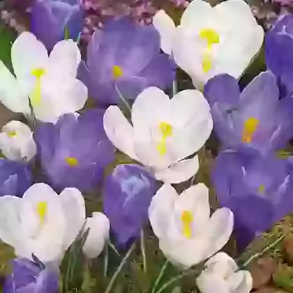 Large Flowering Mixture of Blue & White